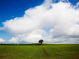 Oak Tree in Arable Field  Near Carlow  Co Carlow  Ireland