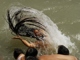Naked Hindu Holy Man Takes a Dip in the River Ganges During the Kumbh Mela Festival in India
