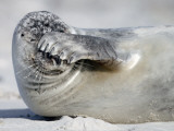 Seal Pup Relaxes on the Beach of the Island Helgoland  Northern Germany