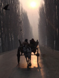 Horse Drawn Cart Makes its Way Toward the Center of the City on a Cold Morning in Srinagar  India
