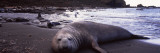 Southern Elephant Seal on the Coast  Gold Harbor  South Georgia Island