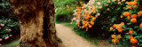 Isabella Plantation  Richmond Park  London  England