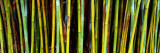 Bamboo Trees in Botanical Garden  Kanapaha Botanical Gardens  Gainesville  Alachua County  Florida