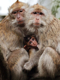 Crab-Eating Macaques Huddle Together to Fend Off Cold Front Lingering over Taiwan as a Young Feeds