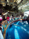 Tourists Watching Beluga Whales in an Aquarium  Shedd Aquarium  Chicago  Cook County  Illinois  USA