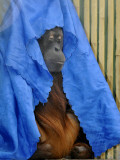 Orang-Utang Daisy is Covered with Sheet  Sleeping in Her Enclosure in Zoological Garden in Dresden