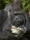 Male Lowland Gorilla with an Easter Basket Given to Him by His Keepers at the Cincinnati Zoo