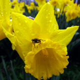 Daffodil Stands in the Rain in Duesseldorf  Germany