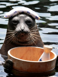 Male Baikal Seal Billy Performs a Dip in Hot Spring  Holding a Sake Bottle at an Aquarium in Hakone