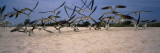 Black Skimmers Flying over the Beach  Casey Key  Nokomis  Sarasota County  Florida  USA