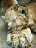 Lion Cub Lays His Head on the Paw of His Mother at Prigen Safari Park in Pasuruan  Indonesia