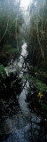Stream Passing Through a Forest  Oscar Scherer State Park  Osprey  Sarasota County  Florida  USA