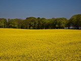Field of Oil Seed Rape  Near Carrickmacross  County Monaghan  Ireland