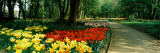 Tulips in a Garden  Springfields Garden  Lincolnshire  England
