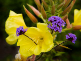 Verbena Bonariensis and Evening Primrose  Ireland