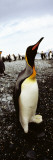 King Penguins on the Coast  Salisbury Plain  South Georgia Island