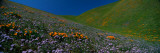 Wildflowers on a Hillside  California  USA