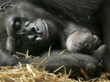 Western Lowland Gorilla  Cradles Her 3-Day Old Baby at the Franklin Park Zoo in Boston
