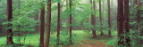 Trees in a Forest  Chestnut Ridge County Park  Orchard Park  Erie County  New York State  USA