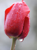 Raindrops on Tulips in Glottertal  Southern Germany