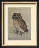 Little Owl