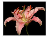 Dream Lilies II
