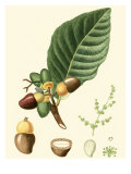 Turpin Tropicals V
