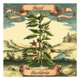 Basil
