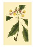 Tropical Ambrosia IV