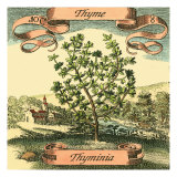Thyme