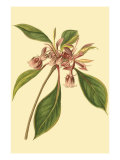 Tropical Ambrosia III