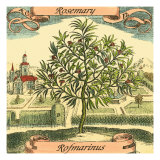 Rosemary