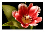 Red Tulip I