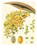 Turpin Tropicals VIII