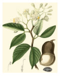 Turpin Tropicals I