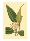 Tropical Ambrosia I
