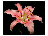 Dream Lilies I