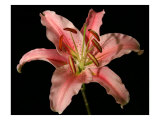 Dream Lilies IV