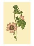 Tropical Ambrosia II