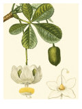 Turpin Tropicals II