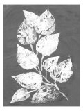 Frosty Philodendron II