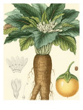 Turpin Tropicals VII