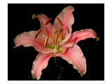 Dream Lilies III