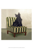 Scottie on Stripes