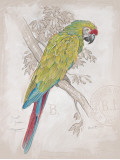 Chartreuse Tropical