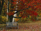 Empty Bench under Maple Tree  Twin Ponds Farm  West River Valley  Vermont  USA