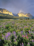 Meadow of Wildflowers Near Lake Sherbourne in Glacier National Park  Montana  USA