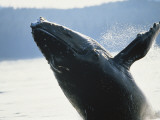 Whale Breaching  Leconte Glacier  Alaska  USA