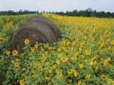 Hay Bale in Sunflowers Field  Bluegrass Region  Kentucky  USA