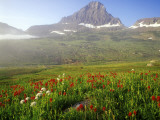 Indian Paintbrush in the Fog at Logan Pass in Glacier National Park  Montana  USA